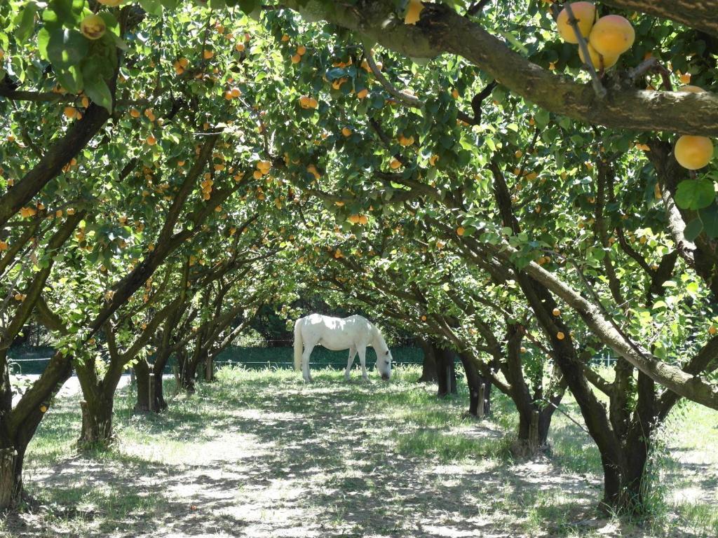 مبيت وإفطار Mézoargues Mas Moineau المظهر الخارجي الصورة